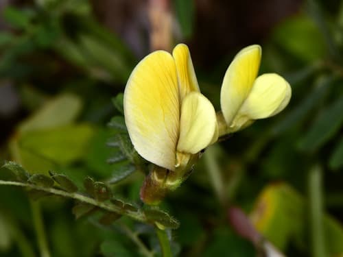 Hairy Yellow-vetch (Not a Bonsai)