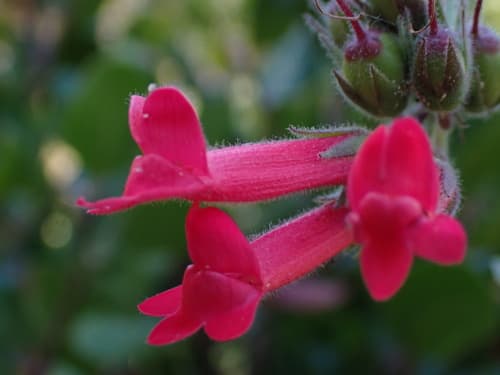 Island Bush Snapdragon
