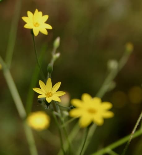 Slender Scratch Daisy