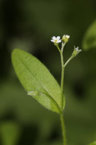 Diffuseflowered Forget-Me-Not