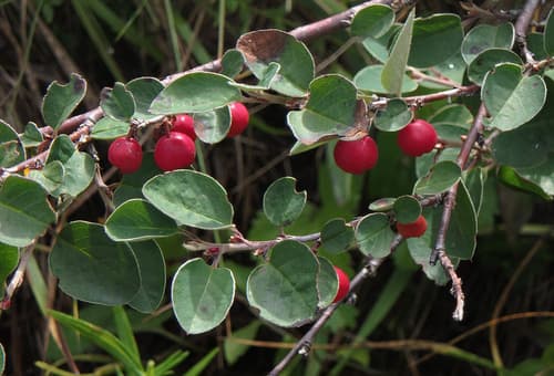 Common Cotoneaster