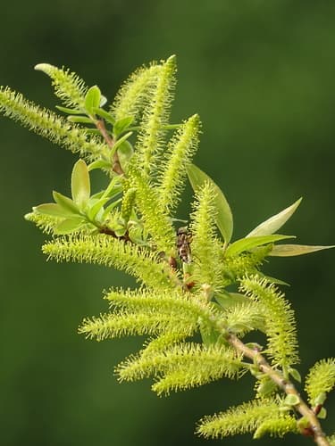 Salix mesnyi Flowering Branch