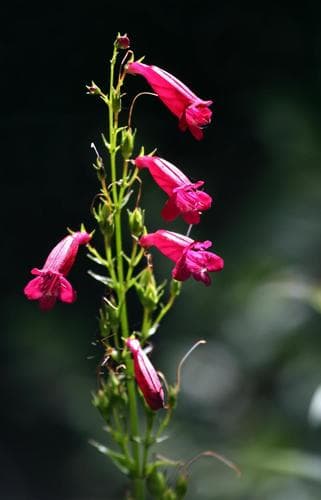 Pinto Beardtongue