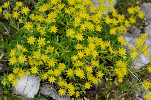 Yellow Saxifrage