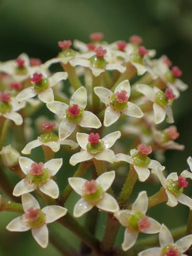 Hemsley's Rockvine Bonsai