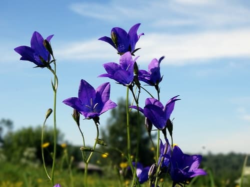 Campanula stevenii Flowers