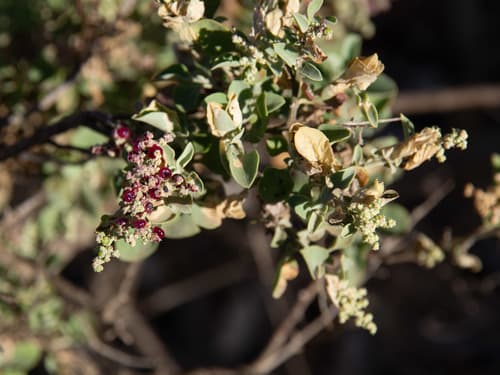 Fragrant Saltbush Bonsai
