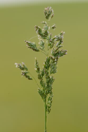 Narrow-leaved Meadow-grass Bonsai