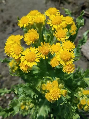 Marsh Fleawort Bonsai