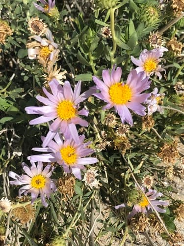 Orcutt's Woodyaster Bonsai
