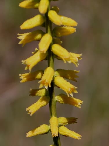 Yellow Colicroot