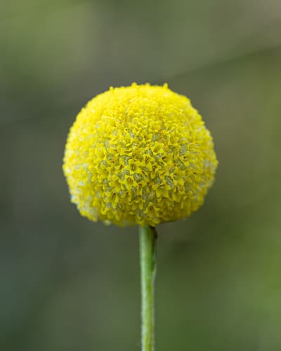 Common Billy buttons