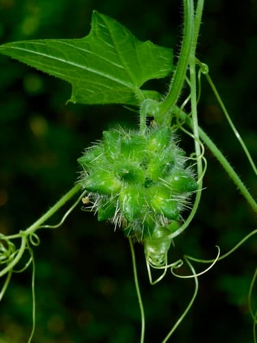 Oneseed Bur Cucumber