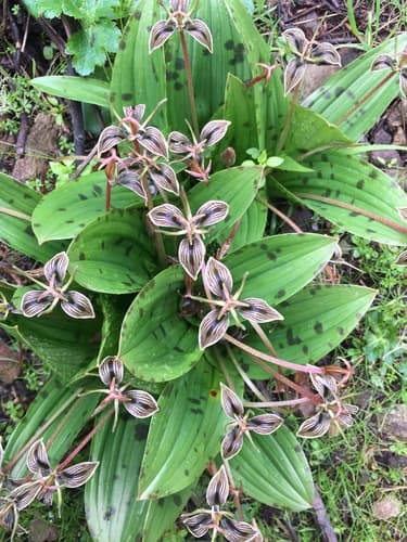 California fetid adderstongue