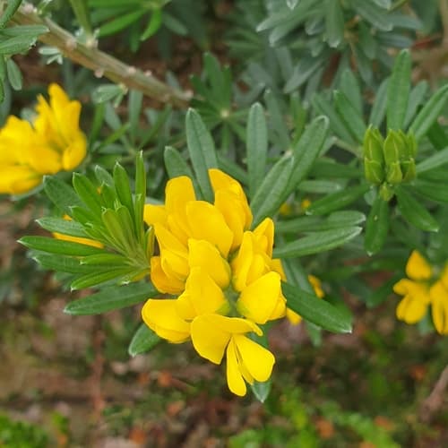 Needle-leaved Broom