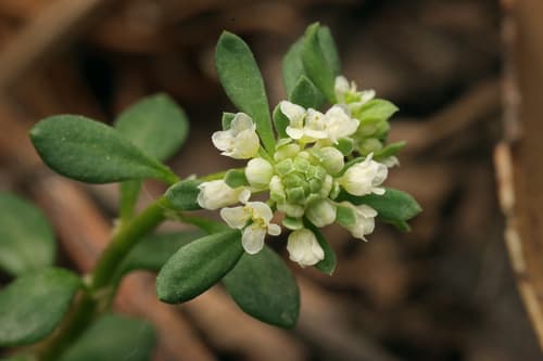 Small Poranthera