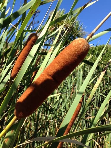 Oriental Cattail