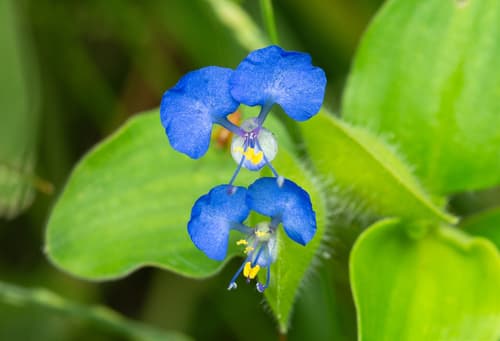 tropical spiderwort