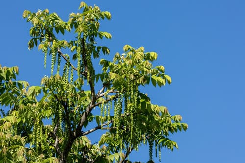 Andean Walnut Bonsai