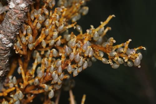 Western Dwarf-Mistletoe Bonsai