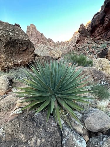 Utah Agave