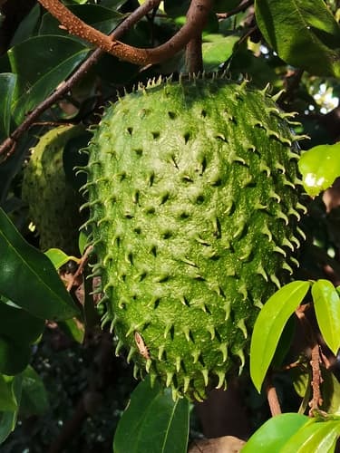 Soursop Fruit