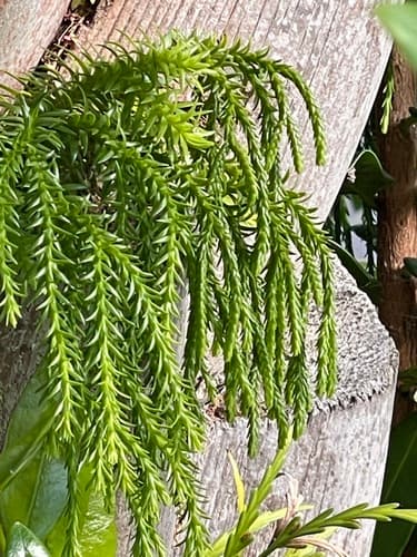 Hanging Clubmoss