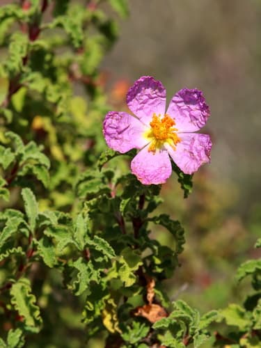 Hoary Rock-rose