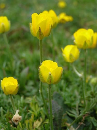 Jersey Buttercup Bonsai