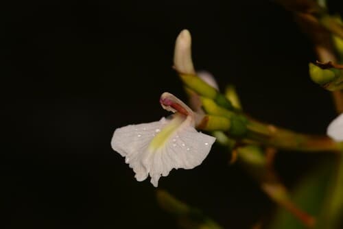 Native Ginger Flower