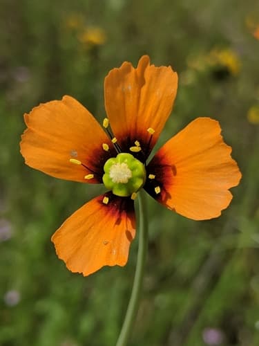 Wind Poppy