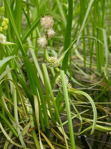 Narrow-leaved Bur-reed Bonsai