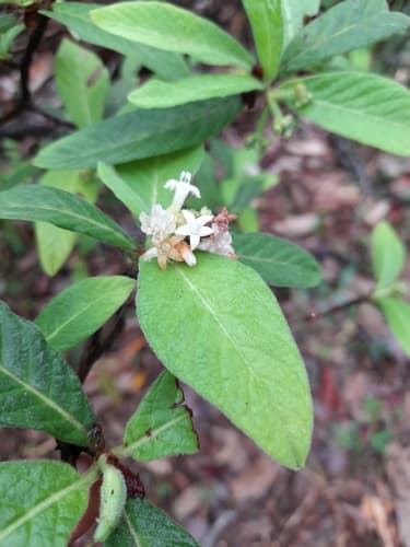 Hairy Psychotria