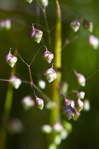 Little quaking-grass