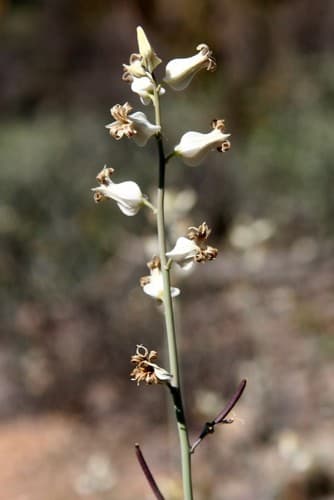 Lyreleaf Jewelflower