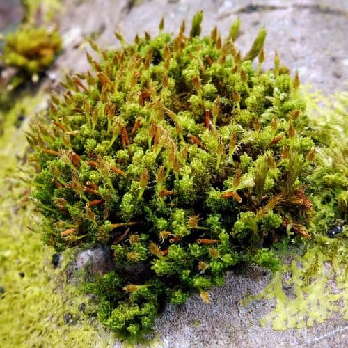Crisped Pincushion Moss