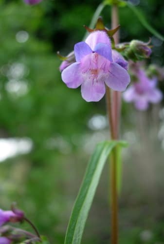 Sharpsepal Beardtongue