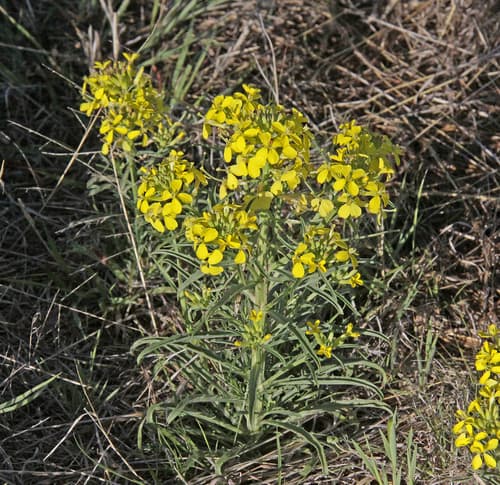 Prairie-rocket Wallflower