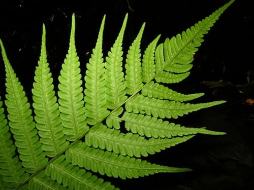 Parasitic Tri-vein Fern Bonsai