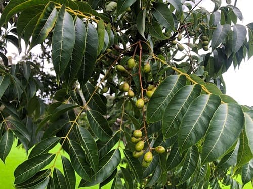 Australian Red Cedar Bonsai