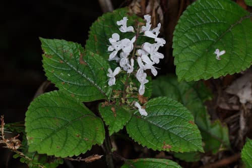 Speckled spur-flower