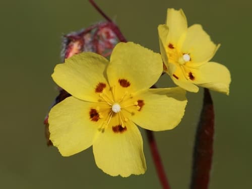 Spotted Rock-rose