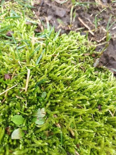 Japanese White Pine Bonsai