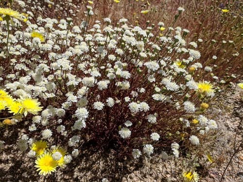 Fremont's Pincushion Bonsai