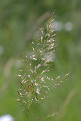 Yellow Oat-grass