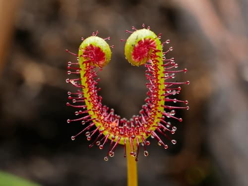 Fork-leaved Sundew