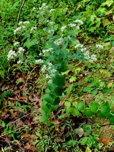 Round-leaved Boneset