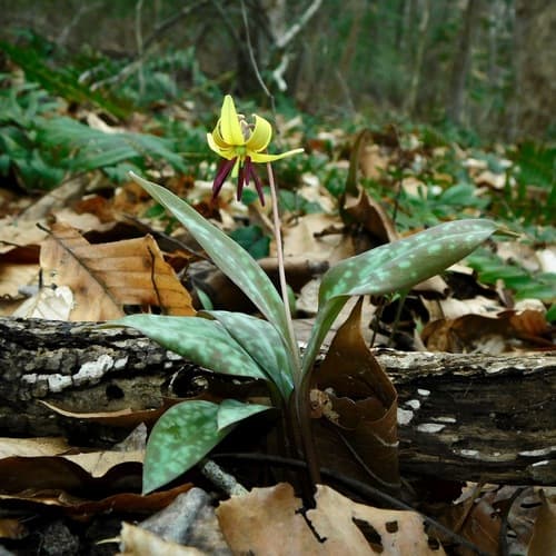 Dimpled Trout Lily Bonsai