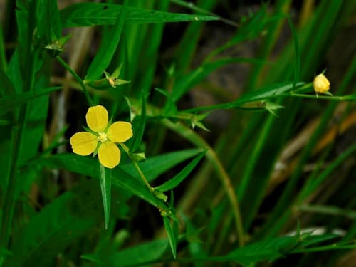 Wingleaf Primrose-Willow