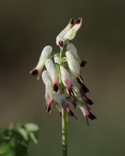 White Ramping-Fumitory